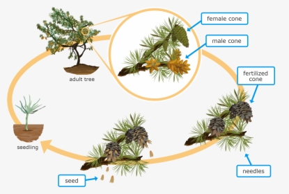 Life Cycle Of Conifer Plant, HD Png Download, Transparent PNG