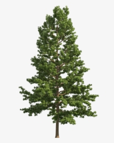 Pine Realistic Tree Png Png - Pine Tree Transparent Background, Png Download, Transparent PNG
