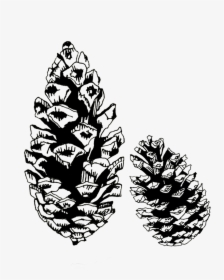 Conifer Cone , Png Download - Pine Cone Black And White, Transparent Png, Transparent PNG