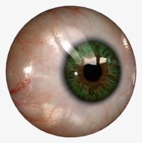 Realistic Human Eyeball, HD Png Download, Transparent PNG