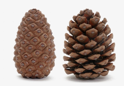Pine Cone Transparent Image - Open And Closed Pine Cones, HD Png Download, Transparent PNG