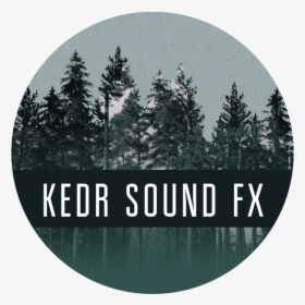 Kedr Sfx - Christmas Tree, HD Png Download, Transparent PNG