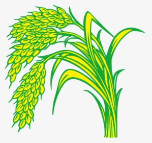 Rice Field Drawing - Rice Plant Clipart Png, Transparent Png, Transparent PNG