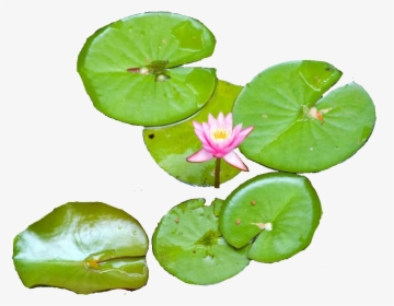 Download Water Lily - Water Lily Top Png, Transparent Png, Transparent PNG