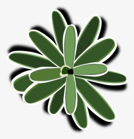 Plant,flora,leaf, HD Png Download, Transparent PNG