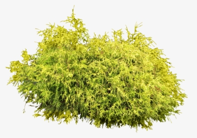 Fir Tree And The Bramble, HD Png Download, Transparent PNG