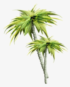 Asian Palmyra Palm Palm Trees Gif Portable Network - 14 August Good Morning, HD Png Download, Transparent PNG
