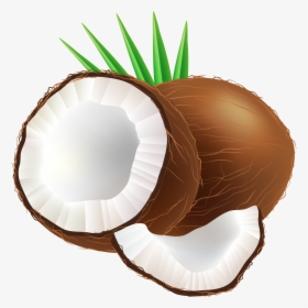 Transparent Coconut Bra Png - Clip Art Of Coconut, Png Download, Transparent PNG