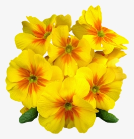 Primroses, Spring, Flowers, Plant, Primrose, Yellow - Evening Primrose Flower Png, Transparent Png, Transparent PNG
