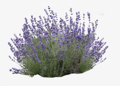 Dentata,flowering Lavender,common Sage,french Plant - Lavender Bush No Background, HD Png Download, Transparent PNG
