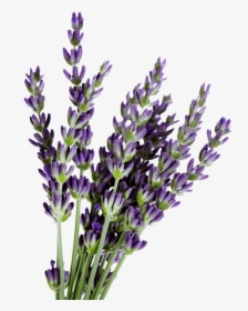 English-lavender - Lavenders Transparent, HD Png Download, Transparent PNG