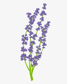 Flower Nature Free - Usc Lavender Graduation, HD Png Download, Transparent PNG