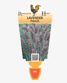 Lavender Bush Png - Lads Love Flower, Transparent Png, Transparent PNG
