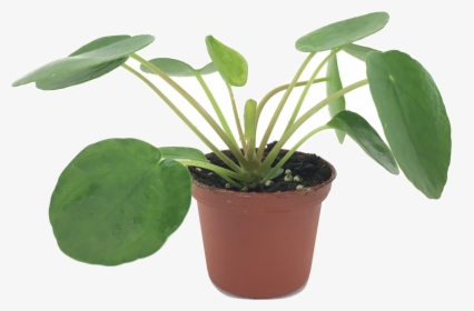 Set Of 2 Pilea Peperomioides Plants - ต้น Chinese Money Plant, HD Png Download, Transparent PNG