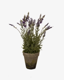 Big Lavender Pot - English Lavender, HD Png Download, Transparent PNG