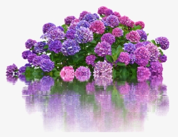 Hydrangeas, Flowers, Bush, Isolated, Nature, Garden - Logo Olshop Kosong Unicorn, HD Png Download, Transparent PNG