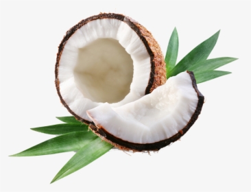 Clip Art Royalty Free Why We Break Coconuts - Coconut Oil Png, Transparent Png, Transparent PNG