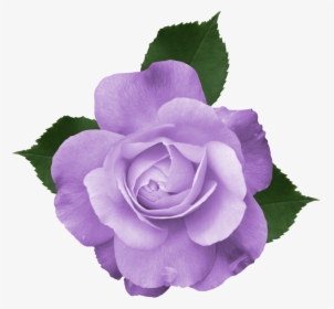 Transparent Lavender Bush Png - Transparent Background Purple Flowers Png, Png Download, Transparent PNG