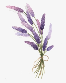 English-lavender - Lavender Drawing Transparent Background, HD Png Download, Transparent PNG
