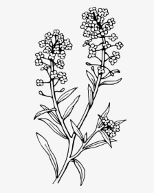 Collection Of High - Lavender Clipart Black And White, HD Png Download, Transparent PNG