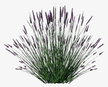3d Bushes - Lavanda - Acca Software - Lavender Plant Png, Transparent Png, Transparent PNG