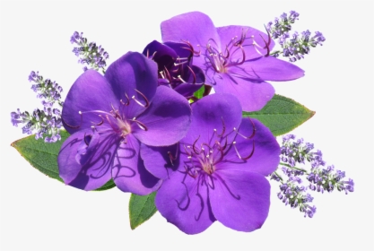 Flower, Purple, With Lavender - Lavender Flower Png Hd, Transparent Png, Transparent PNG