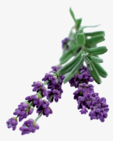 Lavender Bush Png, Transparent Png, Transparent PNG