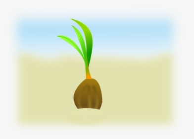 Coconut Seeds Vector Clipart Seed Clip Art - Germination Of Seeds Gif, HD Png Download, Transparent PNG