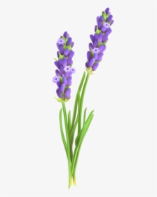 Transparent Lavender Sprig Clipart - Lavender Plant Clip Art, HD Png Download, Transparent PNG