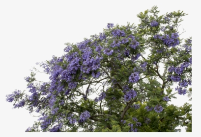#mq #purple #flower #flowers #bush - Wisteria, HD Png Download, Transparent PNG