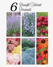 Drought Tolerant Perennials - Plants For Hot Dry Conditions, HD Png Download, Transparent PNG