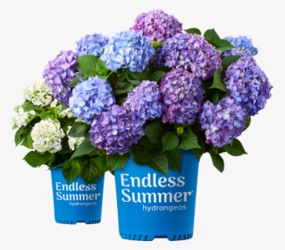 Endless Summer Hydrangea, HD Png Download, Transparent PNG