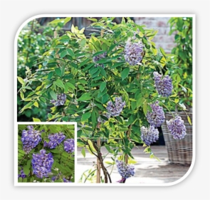 Picture - Wisteria, HD Png Download, Transparent PNG