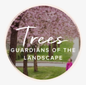 Trees Along Path - スーパー エイト Dvd ラベル, HD Png Download, Transparent PNG