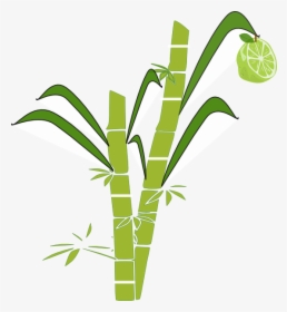 Jpg Transparent Stock Collection Of Sugar Cane Clipart - Sugar Cane Drawing Easy, HD Png Download, Transparent PNG