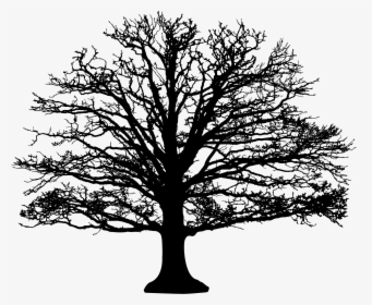 Leafless Tree Silhouette Clip Arts - Leafless Oak Tree Silhouette, HD Png Download, Transparent PNG
