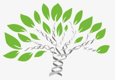 Gene Tree, Tree Of Life, Evolution, Comparative Biology - Family Dna, HD Png Download, Transparent PNG