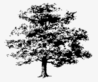 Pine Trees Icon Transparent Png & Svg Vector - Oak Tree Vector Art Free, Png Download, Transparent PNG