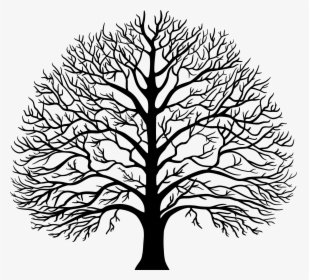 Royalty Free Tree Drawing, HD Png Download, Transparent PNG