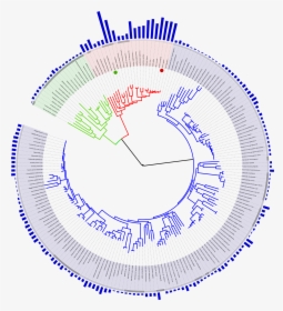 Tree Of Life Genome Sequencing, HD Png Download, Transparent PNG