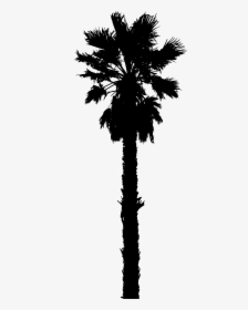 15 Vector California Palm Tree For Free Download On - California Palm Tree Vector, HD Png Download, Transparent PNG