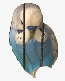 Budgie Freetoedit - Budgie, HD Png Download, Transparent PNG
