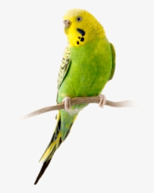 Bird-parakeet - Budgie, HD Png Download, Transparent PNG