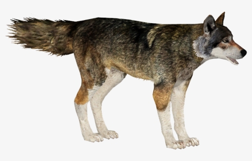 Red Wolf - Mackenzie River Husky, HD Png Download, Transparent PNG