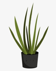 Flowerpot, HD Png Download, Transparent PNG