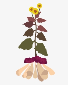 Yacon Plant Illustration - Smallanthus Sonchifolius Yacon, HD Png Download, Transparent PNG