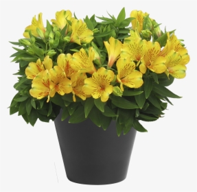 Alstroemeria Inca Gold Rush ® - Peruvian Lily, HD Png Download, Transparent PNG