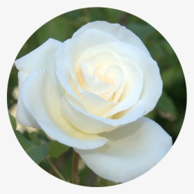 Img 0673 Beth Circle Founder Page - White Rose In A Circle, HD Png Download, Transparent PNG