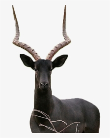 Kudu, HD Png Download, Transparent PNG