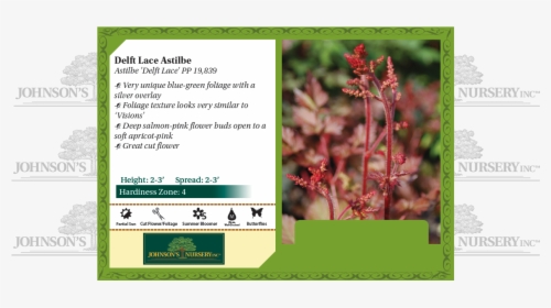 Delft Lace Astilbe Benchcard - Plant Stella D Oro Daylily, HD Png Download, Transparent PNG